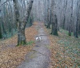 April 2013 - Knockbarron Woods - Millie in the woods