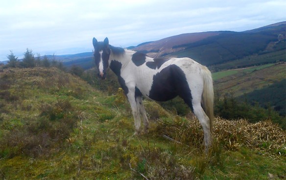 Ponies 'Fly Grazing' on the mountain