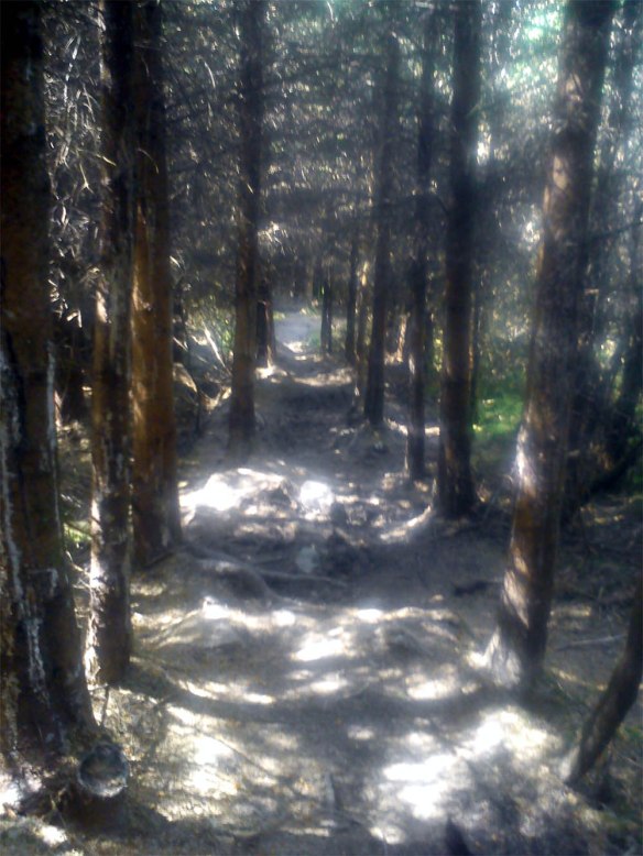 Deep, dark woodland path...