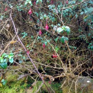 Wild Fuchsia